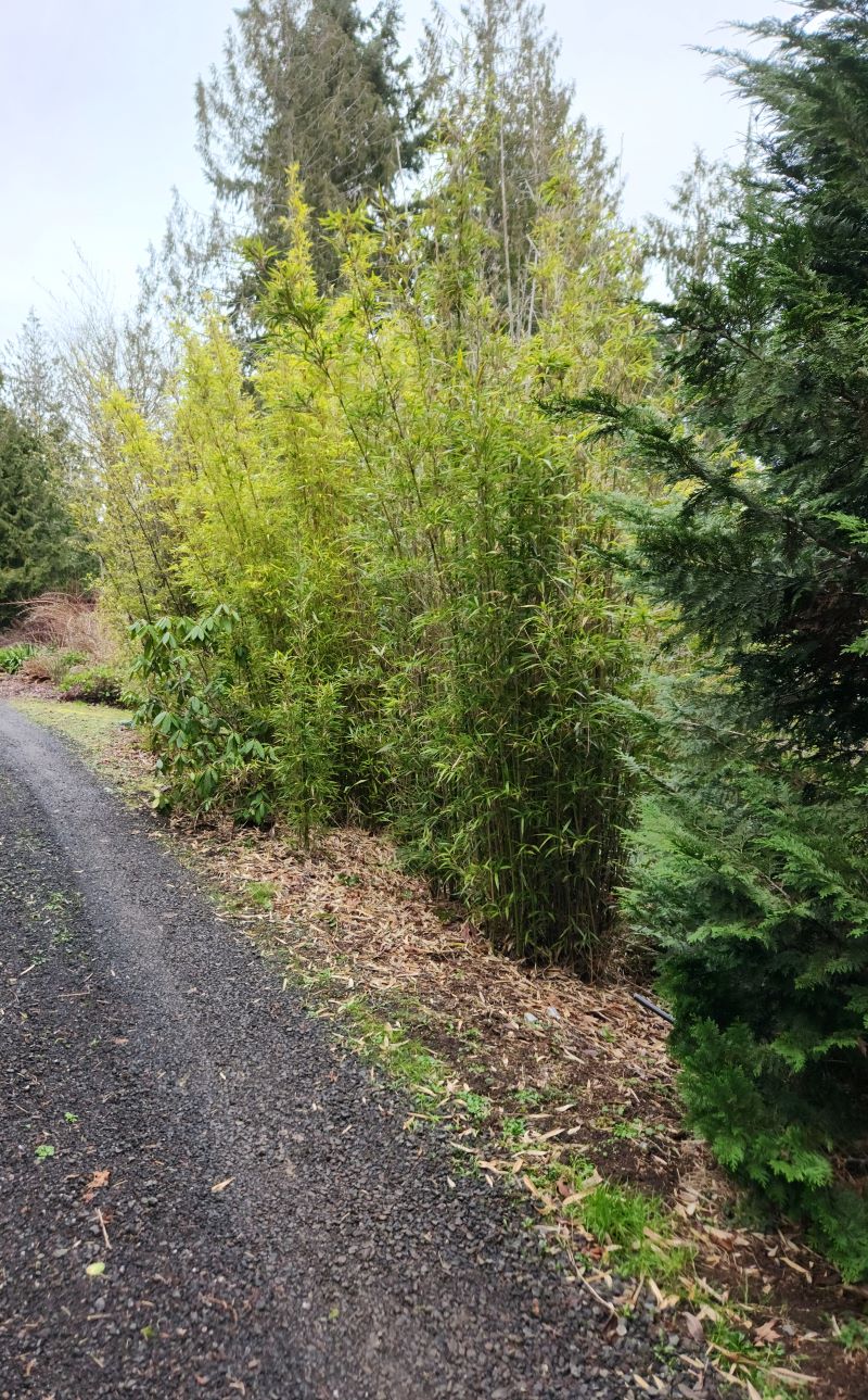 semiarundinaria fastuosa the work horse of screening bamboos