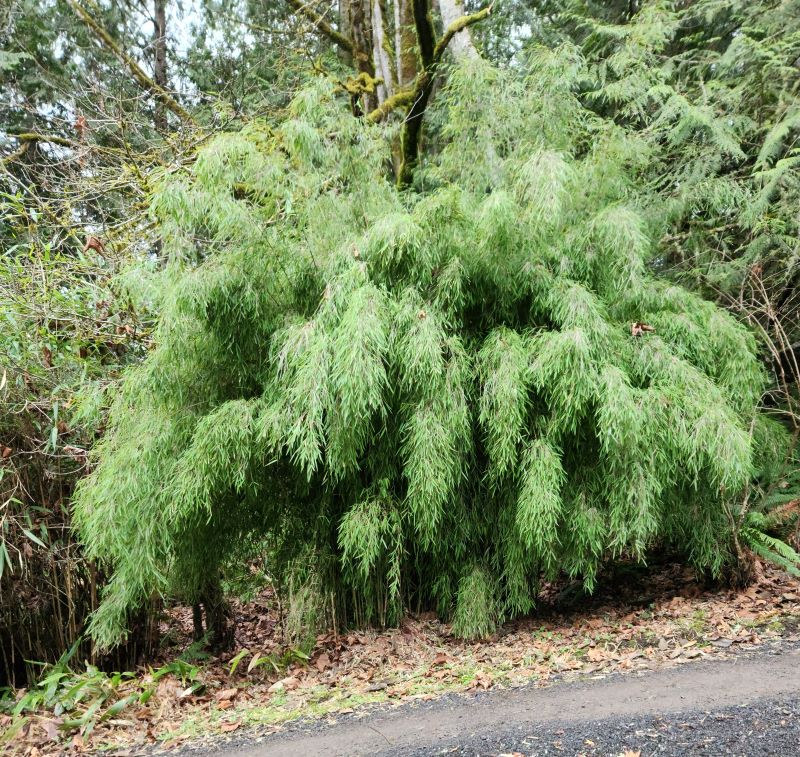 Fargesai nitida Jiuzhaigou 5